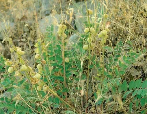 Astragalus fodinarum