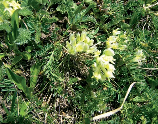 Astragalus fragrans