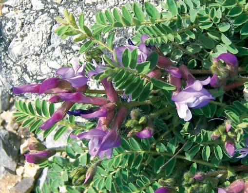 Astragalus frickii