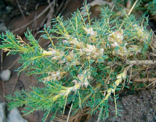 Astragalus gummifer