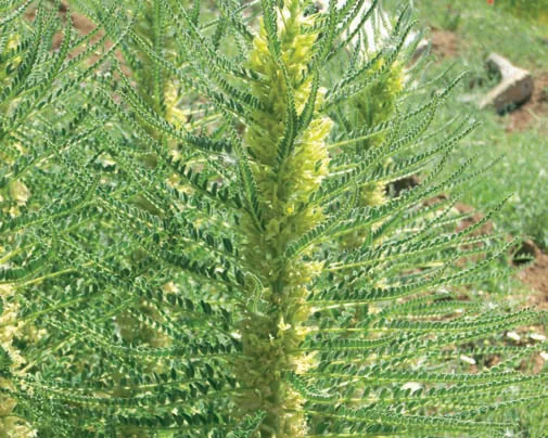 Astragalus graecus