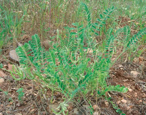Astragalus guttatus