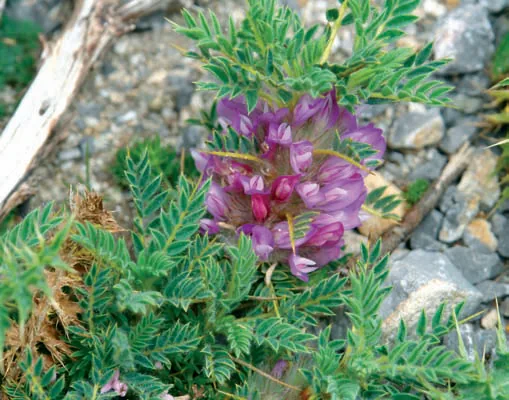 Astragalus idae