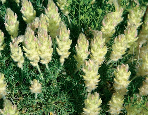 Astragalus lagurus
