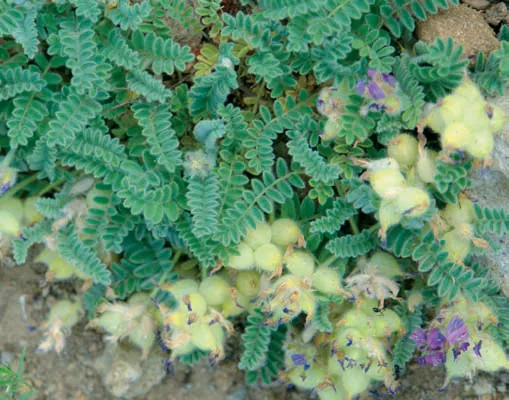 Astragalus lineatus