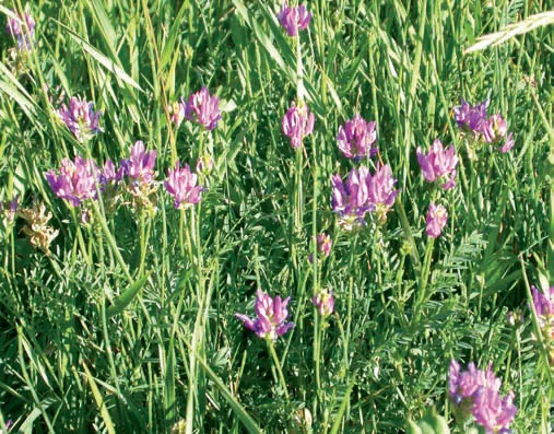 Astragalus lycius