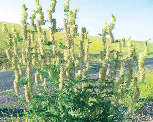 Astragalus maximus