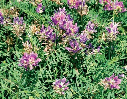 Astragalus onobrychis