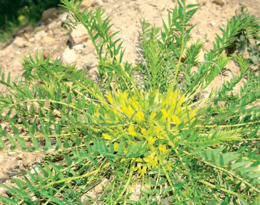 Astragalus pinetorum
