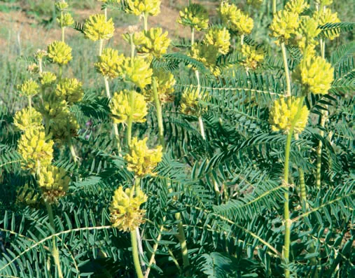 Astragalus ponticus