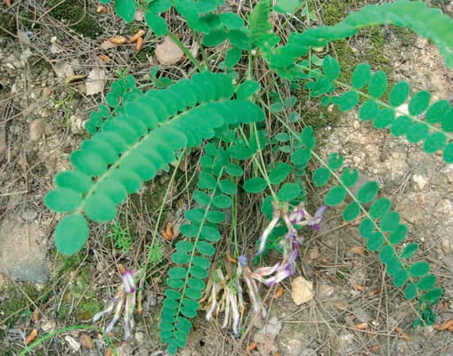 Astragalus schizopterus