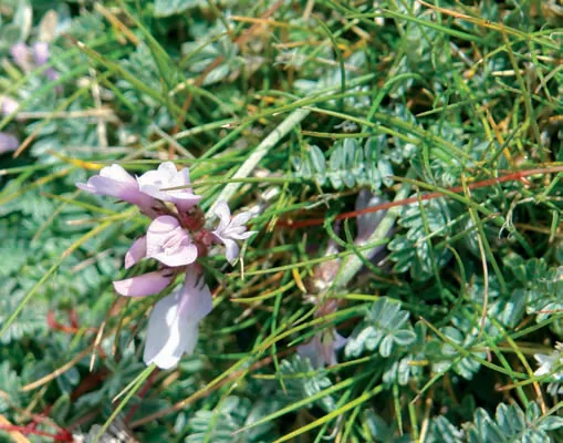 Astragalus squalidus