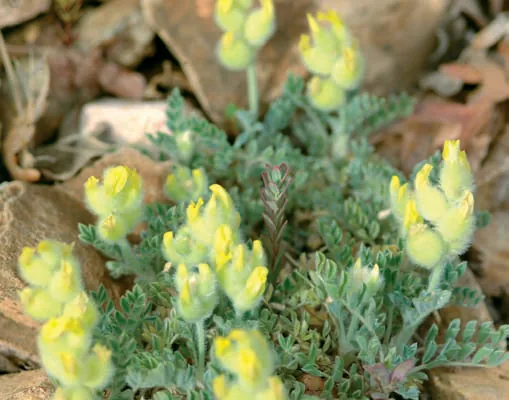 Astragalus vulnerariae