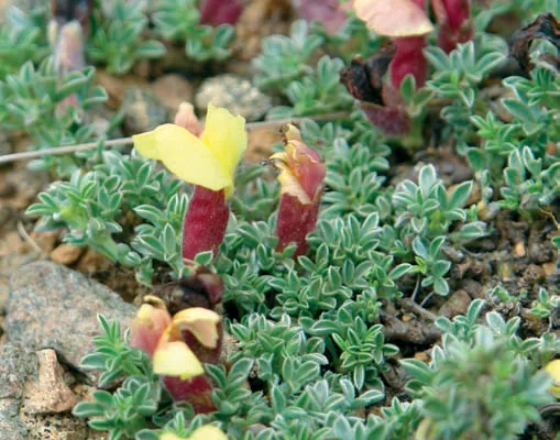 Chamaecytisus pygmaeus