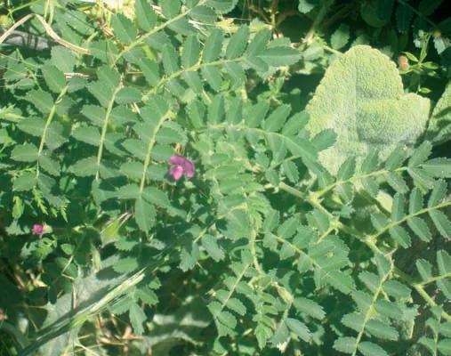 Cicer anatolicum