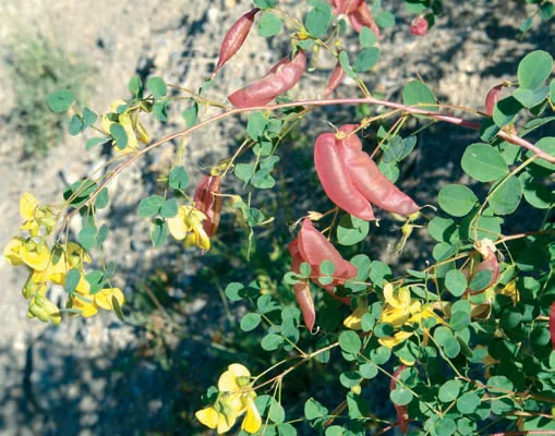 Colutea cilicica
