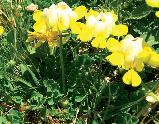 Coronilla orientalis var. balansae