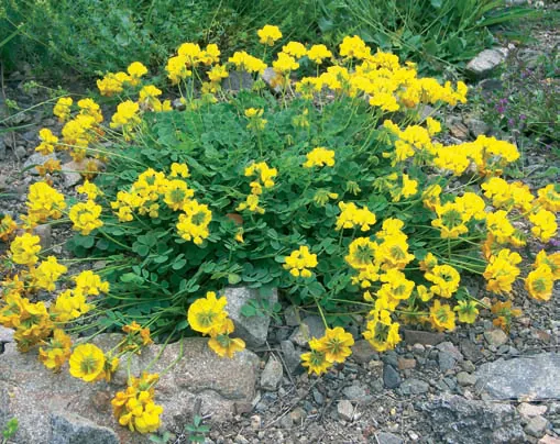 Coronilla coronata