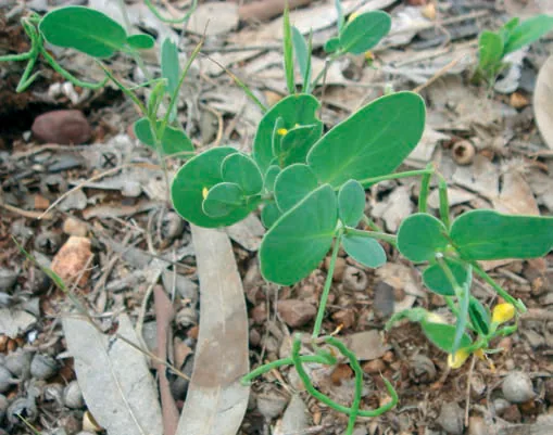 Coronilla scorpioides