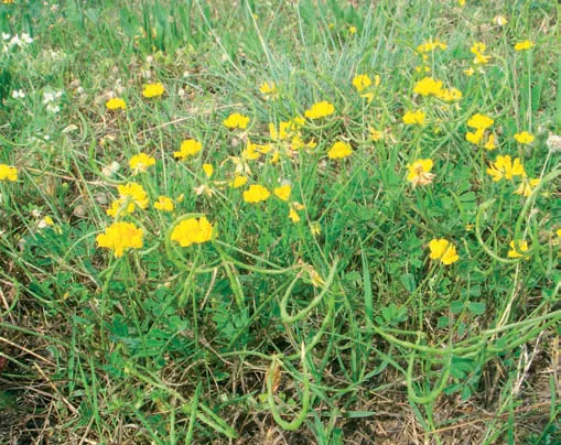 Coronilla parviflora