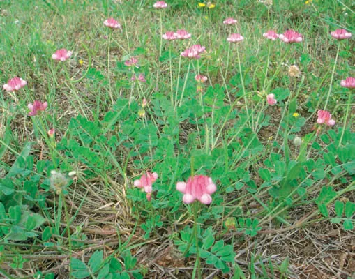 Coronilla varia subsp. libanotica