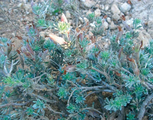 Cytisopsis dorycniifolia