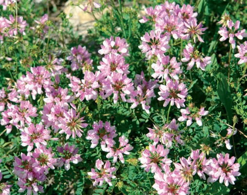 Coronilla varia subsp. varia
