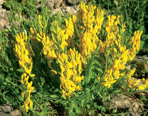 Genista tinctoria