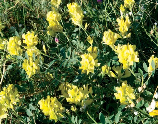 Hedysarum nitidum