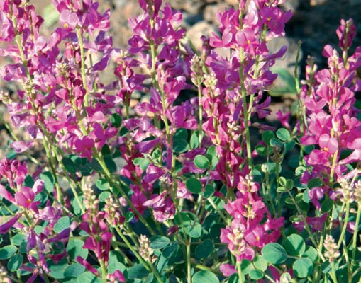 Hedysarum hedysaroides