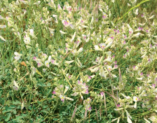 Hedysarum syriacum