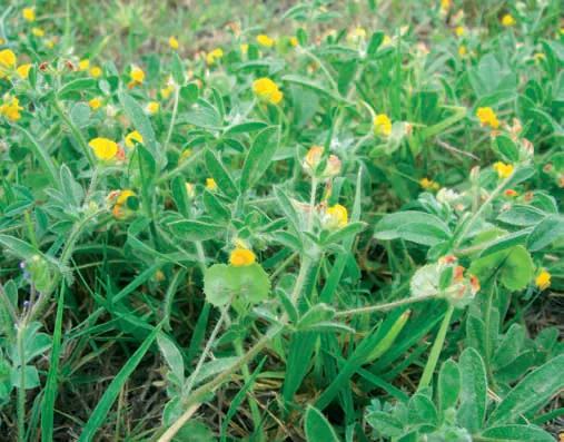 Hymenocarpus circinnatus