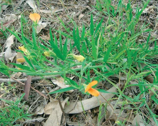 Lathyrus annuus