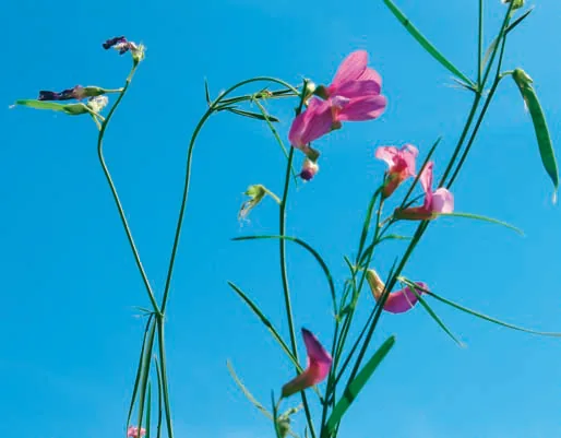 Lathyrus digitatus
