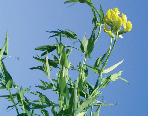 Lathyrus pratensis