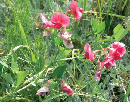 Lathyrus rotundifolius