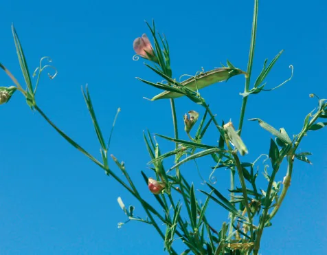 Lathyrus sylvestris