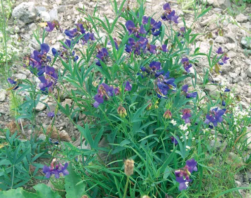 Lathyrus tukhtensis
