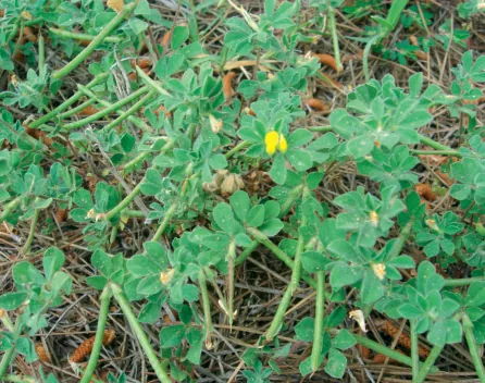 Lotus ornithopodioides