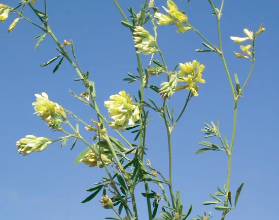 Medicago falcata