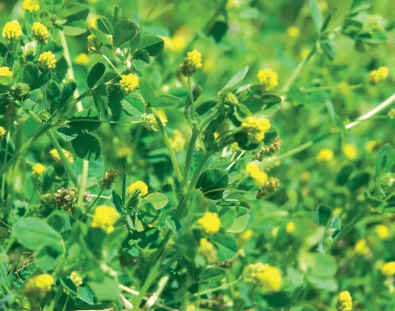 Medicago lupulina