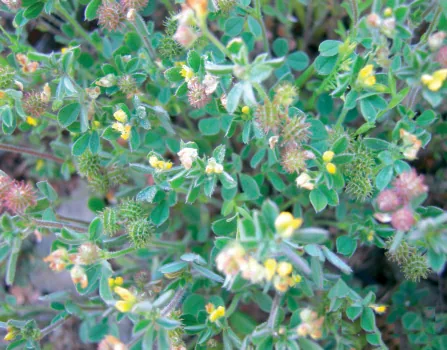 Medicago minima