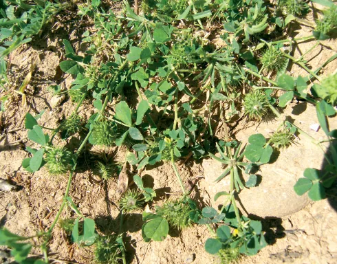 Medicago polymorpha
