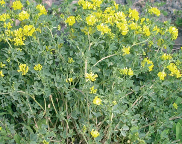 Medicago papillosa