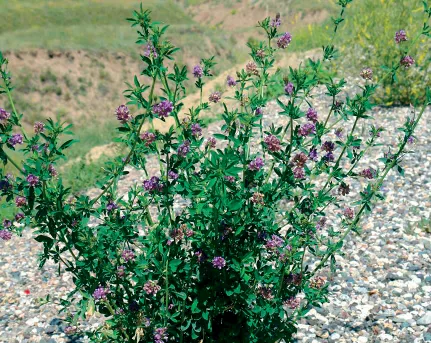 Medicago sativa