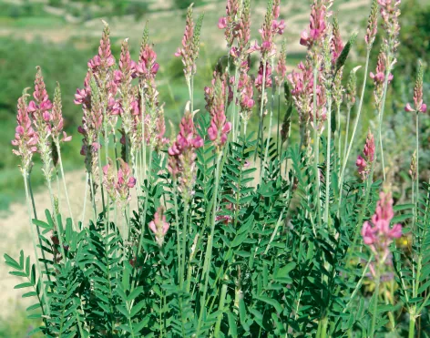 Onobrychis altissima