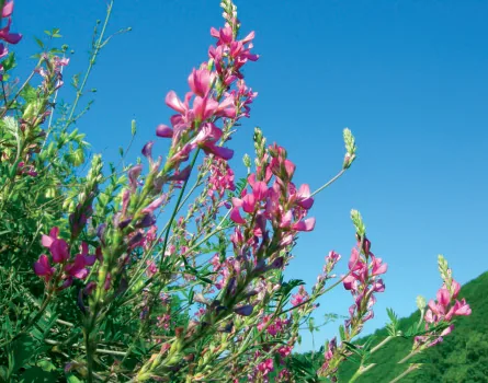 Onobrychis armena