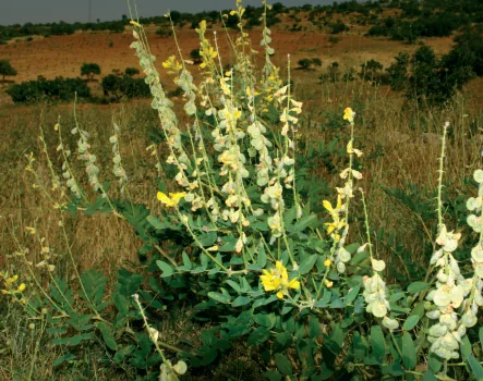 Onobrychis galegifolia