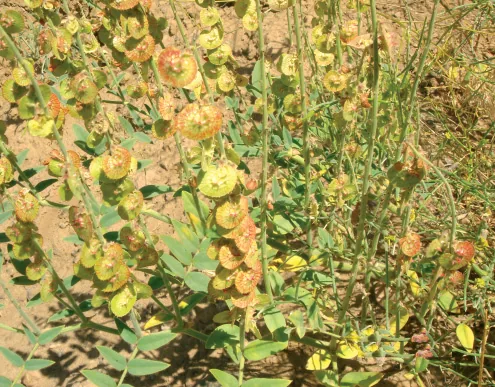 Onobrychis tournefortii