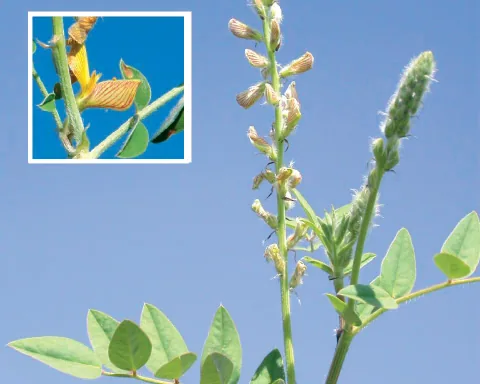Onobrychis radiata